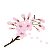 桜の花